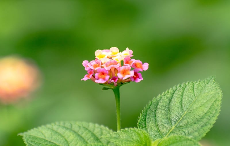 Lantana